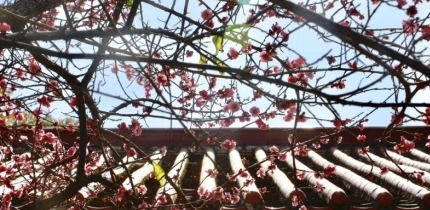 圍觀，梅峰寺的梅花開得正艷，錯過再等一年